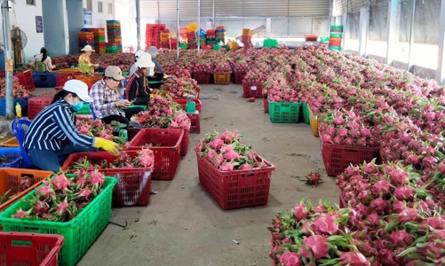 Thanh long Bình Thuận được bảo hộ chỉ dẫn địa lý tại Nhật Bản