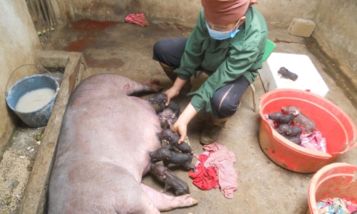 Tái hiện đời sống chăn nuôi vùng cao qua góc nhìn của nghệ sĩ và nông dân
