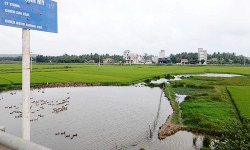 Dự án nâng cấp Quốc lộ 1A qua Bình Định: Từ chối bồi thường 14.900 m2 đất ruộng bị 