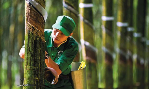 Nhiều doanh nghiệp cao su lãi tăng bằng lần trong quý 3 nhờ “vàng trắng” tăng giá 