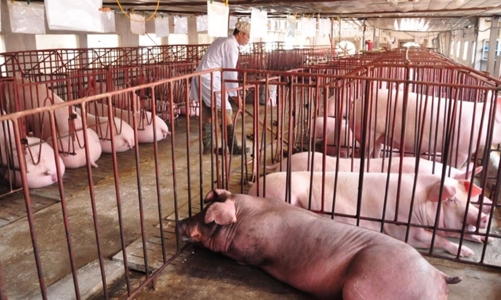 Giải pháp nào cho 1,5 triệu con lợn quá lứa đang ứ đọng?