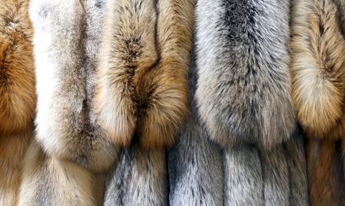 Các thương hiệu xa xỉ và cam kết không sử dụng lông thú vĩnh viễn