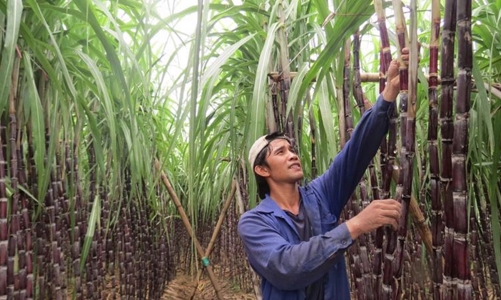 Ban hành câu hỏi điều tra đối với đường mía nhập khẩu