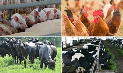 Đặt mục tiêu đưa xuất khẩu sản phẩm chăn nuôi vào nhóm ngành hàng tỷ USD