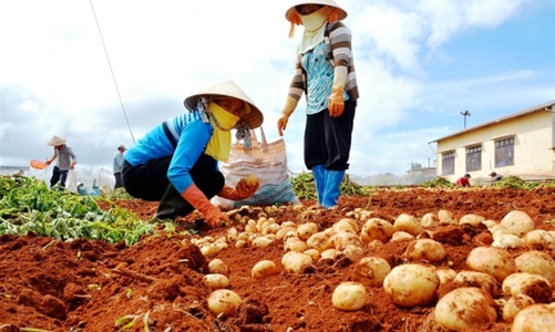 Phấn đấu đạt 34.000 tỷ đồng rau màu hàng hóa vụ đông 2021