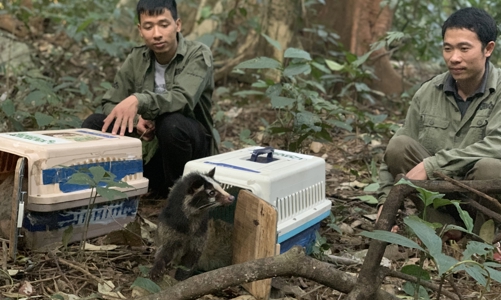 Thả hơn 60 cá thể Cầy vòi vào rừng