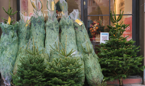 Thông tươi nhập khẩu giá cả chục triệu đồng vẫn đắt khách