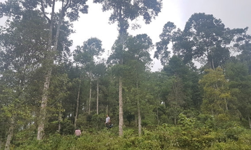 Việt Nam chuyển nhượng hơn 5 triệu tấn CO2 để nhận về gần 52 triệu USD cho bảo vệ rừng