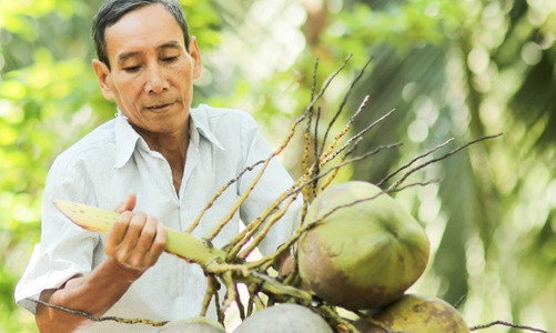 Cocoxim - Một chặng đường đổi mới để nâng tầm giá trị dừa Bến Tre
