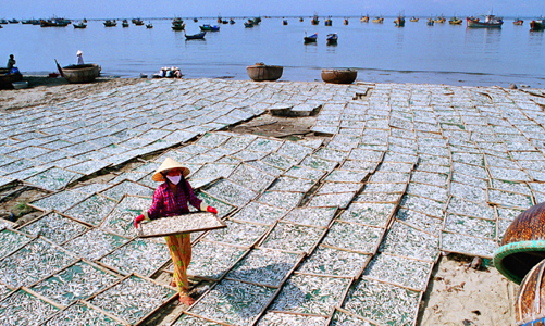 Khẩn cấp tìm giải pháp bảo vệ nguồn cá sản xuất nước mắm trước nguy cơ cạn kiệt