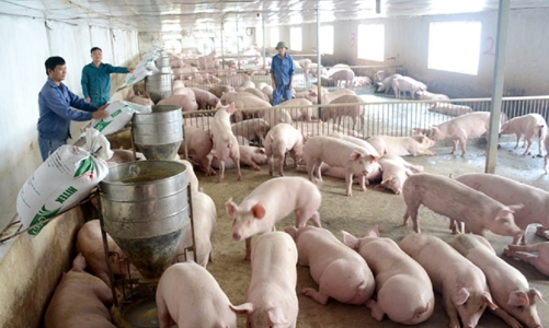 Bị động nguồn nguyên liệu thức ăn, ngành chăn nuôi nhập siêu hơn 3,8 tỷ USD trong năm 2021 