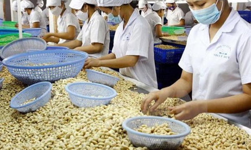 Nhập siêu gần 600 triệu USD trong năm 2021, ngành điều 