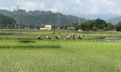 Sơn La dự kiến giảm 13.000 ha đất nông nghiệp trong kế hoạch sử dụng đất 5 năm tới