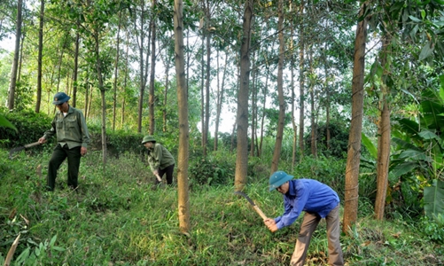 Ngành lâm nghiệp đặt mục tiêu xuất khẩu 16 tỷ USD năm 2022