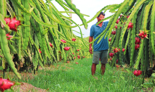 Thanh long Bình Thuận nhận tin vui đặc biệt từ Nhật Bản 