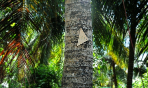 Betrimex - Đơn vị tiên phong trong thử nghiệm giải pháp phòng trừ sâu đầu đen