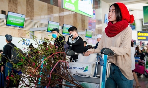 Hàng không kiêm buôn đào, mai Tết, gia tăng thu nhập trong thời đại dịch