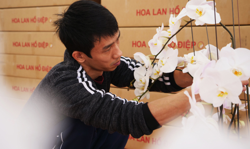 Tận mắt xem chuyên gia cắm lan hồ điệp kiếm 4 đến 5 triệu một ngày trong dịp Tết