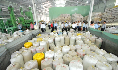 Sửa đổi, bổ sung quy định về chứng nhận chủng loại gạo thơm xuất khẩu sang Liên minh châu Âu