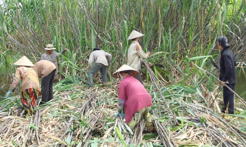 Phân chia lợi nhuận bất hợp lý trong chuỗi sản xuất mía đường