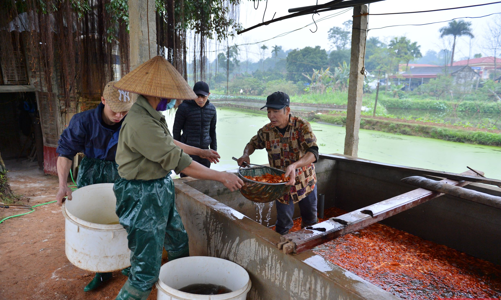 Làng cá chép đỏ nhộn nhịp thương lái trước ngày 23 tháng Chạp