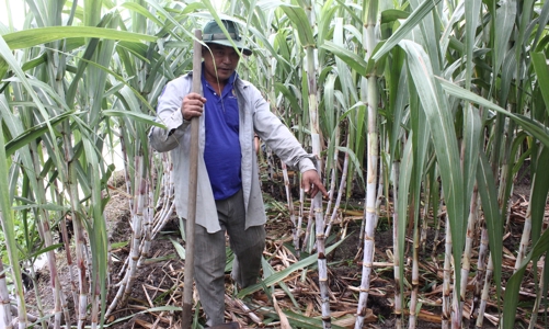 Ngành mía đường đang bị dồn vào “chân tường”