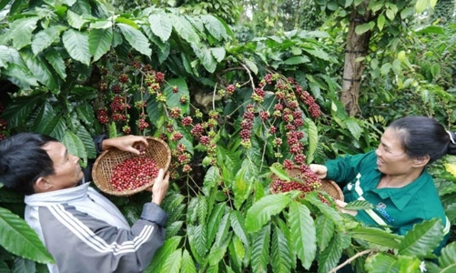 Nestlé Việt Nam và hành trình trở thành doanh nghiệp bền vững nhất năm 2021