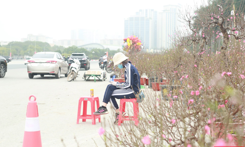 Những gốc đào rừng cổ thụ vắng khách thuê giữa Hà Nội