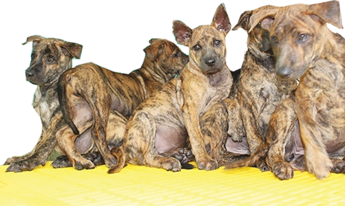 Săn tìm “dấu vết” chó Hổ ở... Hà Nội