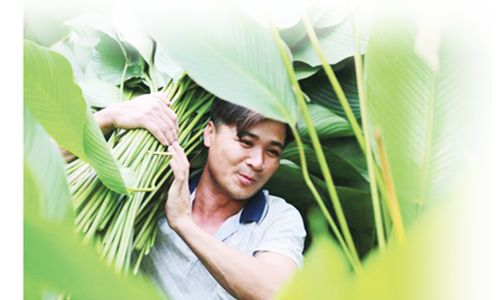 Qua “cơn bão dịch”, cây lại xanh tươi, kết trái