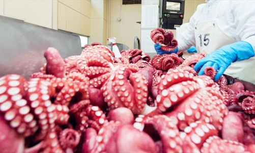 Thị trường Hàn Quốc “nghiện” bạch tuộc chế biến từ Việt Nam 