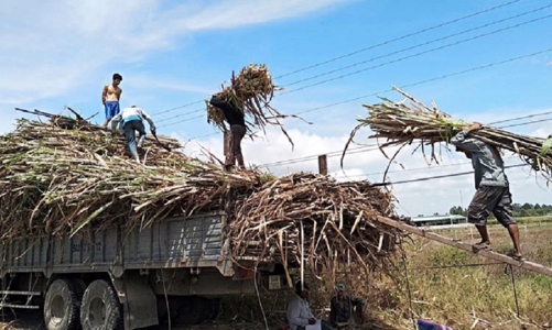 Tình trạng tranh mua mía nguyên liệu giữa các nhà máy đường chưa chấm dứt, vì sao?