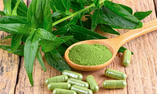 Xuyên tâm liên có tác dụng hỗ trợ điều trị bệnh Covid-19 như thế nào?