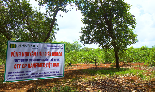Vụ 5 ngân hàng liên quan rủi ro xuất khẩu điều sang Italia: Muốn đòi hàng phải có trát của tòa?