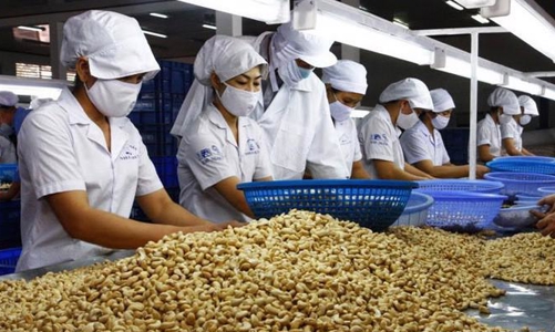 Vụ rủi ro xuất khẩu điều sang Italia: Nhờ phát hiện sớm nên chỉ mất kiểm soát 36 trong số 100 container 