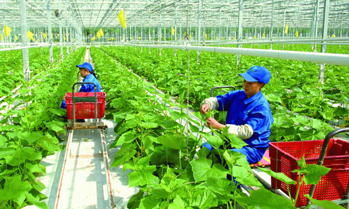 Kinh tế nông thôn chậm chuyển biến, nhiều hợp tác xã địa phương có doanh thu thuần dưới 1 tỷ đồng