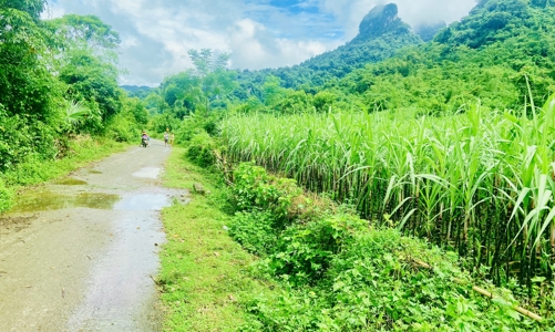 Ba tỉnh được chuyển gần 134ha đất trồng lúa sang làm dự án