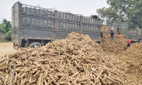 Vì sao Hiệp hội sắn làm đơn kêu cứu khẩn cấp? 