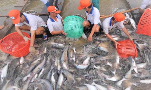 Thêm doanh nghiệp Việt được hưởng thuế chống bán phá giá 0% khi xuất cá tra vào Mỹ