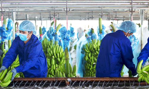 Năm 2022, HAG dự kiến phát hành cổ phiếu riêng lẻ đầu tư vào chuối và chăn nuôi heo