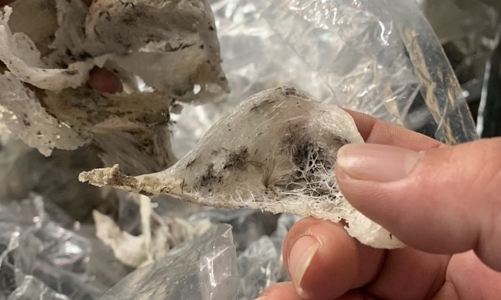 Tạm giữ 180kg yến nguyên liệu không có nhãn hàng hóa 