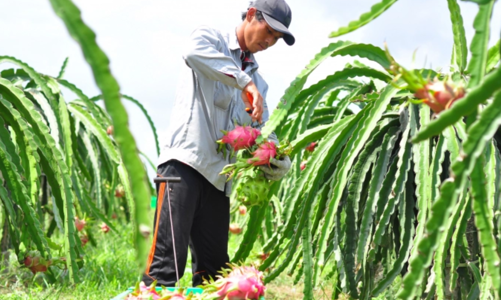Tăng cường quản lý mã số vùng trồng và cơ sở đóng gói nông sản xuất khẩu