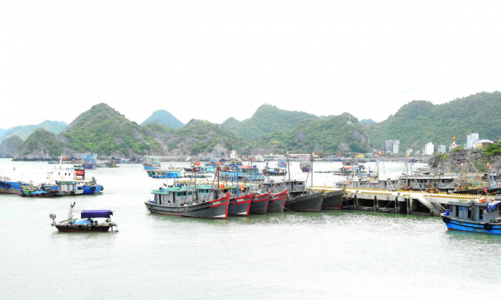 Hải Phòng nỗ lực quản lý khai thác thủy sản, chung tay gỡ “thẻ vàng” 