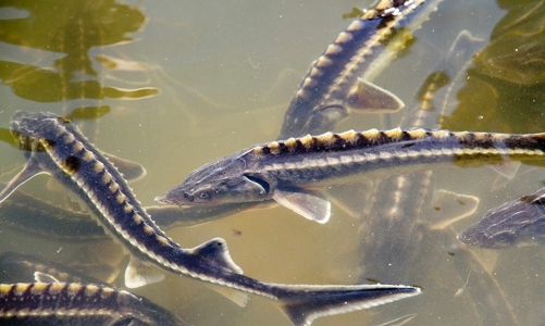 Xử lý nghiêm tình trạng nhập khẩu cá tầm lai