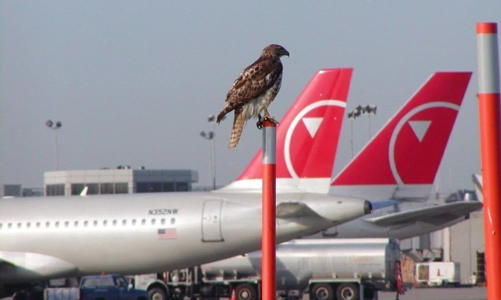 Tăng cường xua đuổi chim, động vật hoang dã tại các cảng hàng không do lo ngại mất an toàn bay