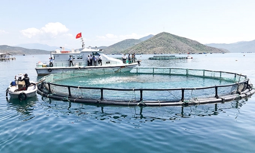Phấn đấu sản lượng thủy sản nuôi biển đạt 1,4 triệu tấn vào năm 2030