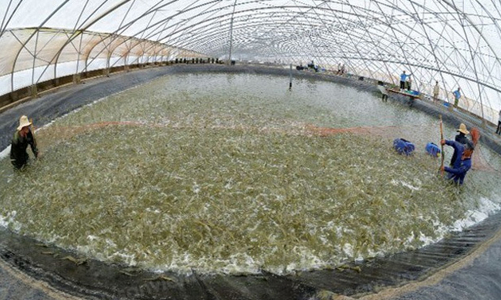 Bến Tre đặt mục tiêu xuất khẩu tôm đạt 1 tỷ USD vào năm 2025