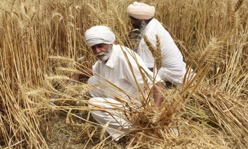 Vì sao lệnh cấm xuất khẩu lúa mì của Ấn Độ khiến Mỹ và châu Âu lo sợ?