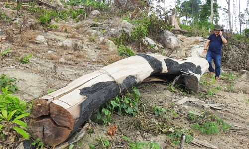 Chuyển cơ quan điều tra đối với công ty Lâm nghiệp Ia H’Drai để đất rừng bị xâm chiếm