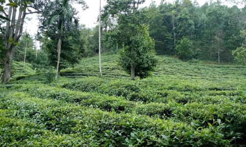 Dự án 5 triệu Euro về bảo vệ rừng và tạo sinh kế tại Lâm Đồng và Đắk Nông